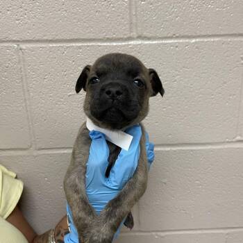 Beast -  Mastiff and Mixed Breed Dog for Adoption in Birmingham, Alabama - Beast | PetCurious