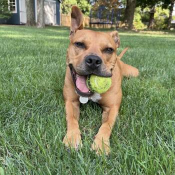 Winnie -  American Staffordshire Terrier Dog for Adoption in Bedminster, New Jersey - Winnie | PetCurious