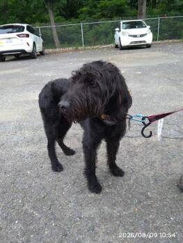A1265903 -  Poodle and Mixed Breed Dog for Adoption in Charlotte, North Carolina - A1265903 | PetCurious