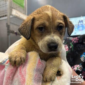 Retriever and Shepherd Dogs Available for Adoption in Washington, District Of Columbia - Lupsi | PetCurious