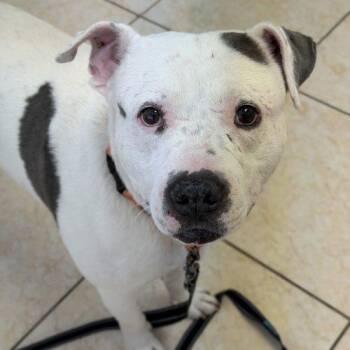 Pit Bull Terrier and American Staffordshire Terrier Dogs Available for Adoption - Shadow | PetCurious