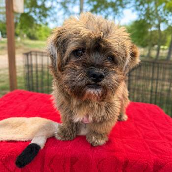Terrier and Shih Tzu Dogs Available for Adoption in Brookeville, Maryland - Ewok | PetCurious