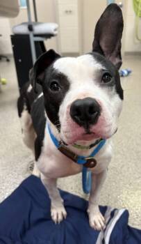 Rescue Pit Bull Terrier and Mixed Breed Dogs for Adoption in Fishers, Indiana - Hop | PetCurious