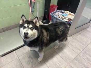 KIERA -  Siberian Husky and Mixed Breed Dog for Adoption in Grand Prairie, Texas - KIERA | PetCurious