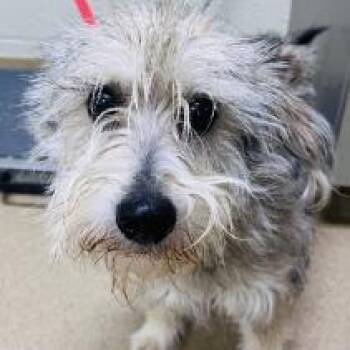 McGruffin -  Terrier Dog for Adoption in New York, New York - McGruffin | PetCurious