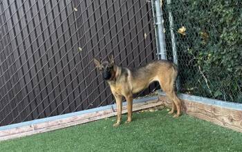 WAFFLES -  Belgian Shepherd Malinois Dog for Adoption in Palo Alto, California - WAFFLES | PetCurious