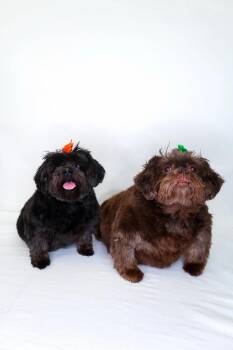 Rescue Shih Tzu Dogs for Adoption in Bixby, Oklahoma - Miso & Dumpling | PetCurious