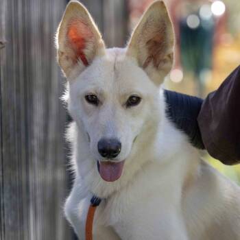 Rescue Shepherd Dogs for Adoption in Pleasanton, California - Shelby - ECAS | PetCurious