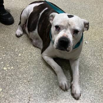 Mable -  Boxer and Pit Bull Terrier Dog for Adoption in San Gabriel, California - Mable | PetCurious