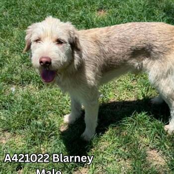 Blarney -  German Shorthaired Pointer Dog for Adoption in Tomah, Wisconsin - Blarney | PetCurious