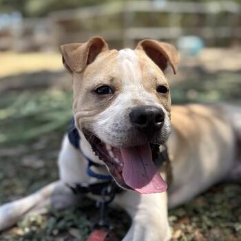 Winston -  Terrier Dog for Adoption in Bulverde, Texas - Winston | PetCurious