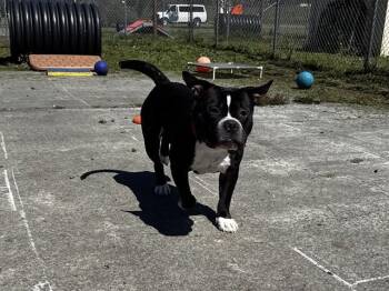 Pit Bull Terrier and Mixed Breed Dogs Available for Adoption in Mckinleyville, California - KING | PetCurious