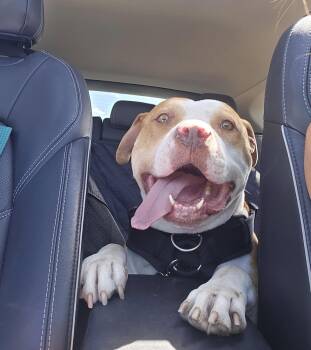 Brutus -  American Bulldog and American Staffordshire Terrier Dog for Adoption in Thornton, Colorado - Brutus | PetCurious