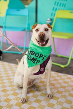 Drew -  Shar Pei Dog for Adoption in Pasadena, California - Drew | PetCurious