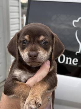 Java -  Chihuahua and Mixed Breed Dog for Adoption in Irwin, Pennsylvania - Java | PetCurious