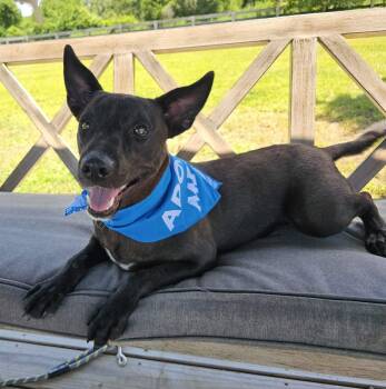 Australian Cattle Dog Blue Heeler Dogs Available for Adoption in Houston, Texas - ONYX | PetCurious