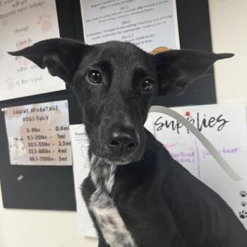 Delta Dawn -  Pointer Dog for Adoption in Birmingham, Alabama - Delta Dawn | PetCurious