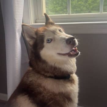 Rescue Siberian Husky Dogs for Adoption in Lynchburg, Virginia - Nova Layne | PetCurious