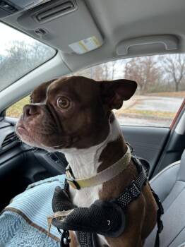 Boston Terrier Dogs Available for Adoption - Tucker McDaniel-4623 Jonesborough, TN | PetCurious