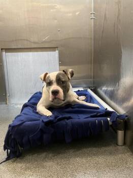 Mixed Breed Dogs Available for Adoption in Dallas, Texas - DEUCE | PetCurious