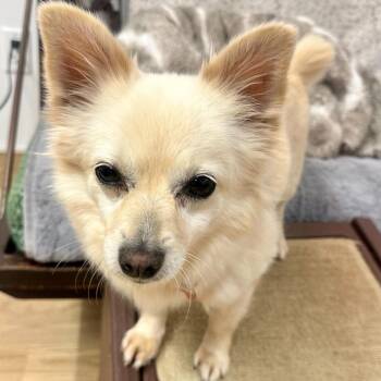 Chihuahua and Pomeranian Dogs Available for Adoption in San Francisco, California - Jellies 14005 | PetCurious