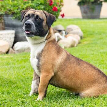 ARROW -  Pit Bull Terrier and Cardigan Welsh Corgi Dog for Adoption in Camarillo, California - ARROW | PetCurious