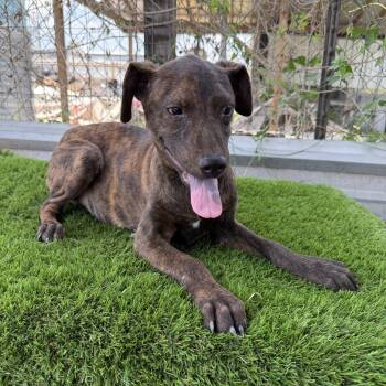 Wyatt -  Tennessee Treeing Brindle Dog for Adoption in Harlingen, Texas - Wyatt | PetCurious