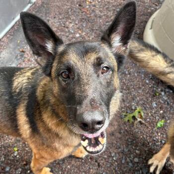Louie (26-344) -  German Shepherd Dog Dog for Adoption in New Ringgold, Pennsylvania - Louie (26-344) | PetCurious