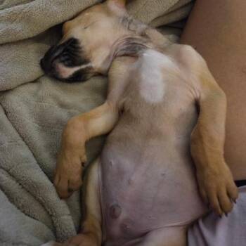 Scrappy Doo -  Mixed Breed Dog for Adoption in Dayton, Ohio - Scrappy Doo | PetCurious