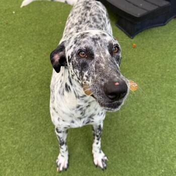 ELFC-BELLA 8432 -  Mixed Breed and Dalmatian Dog for Adoption in Loxahatchee Groves, Florida - ELFC-BELLA 8432 | PetCurious