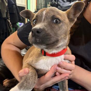 Rescue Mixed Breed Dogs for Adoption in Savannah, Georgia - Cecelia | PetCurious