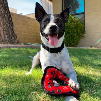 Lacy -  Cattle Dog Dog for Adoption in Phoenix, Arizona - Lacy | PetCurious