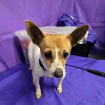 Chihuahua Dogs Available for Adoption - Lizzy 2 | PetCurious