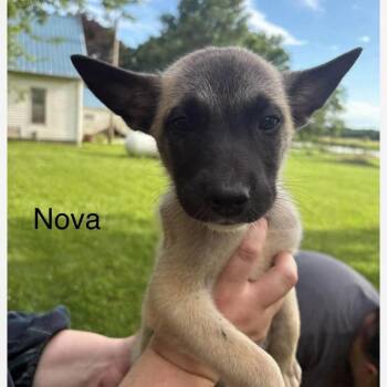 Nova 6/28/2026 -  German Shepherd Dog and Mixed Breed Dog for Adoption in Van Horne, Iowa - Nova 6/28/2026 | PetCurious