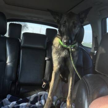 German Shepherd Dog and Dutch Shepherd Dogs Available for Adoption in Visalia, California - Mila | PetCurious