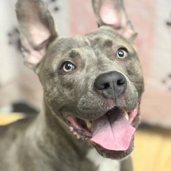 Dax -  Pit Bull Terrier Dog for Adoption in Salt Lake City, Utah - Dax | PetCurious