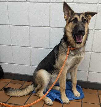Rescue German Shepherd Dog Dogs for Adoption in Glencoe, Ontario - Ava | PetCurious