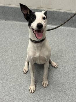 POPPI -  Rat Terrier Dog for Adoption in Indianapolis, Indiana - POPPI | PetCurious