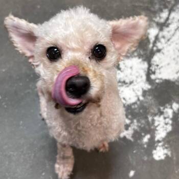 Miniature Poodle Dogs Available for Adoption in Bryson City, North Carolina - Vevina | PetCurious