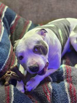 Rescue Mixed Breed Dogs for Adoption in Vassalboro, Maine - Roudy | PetCurious