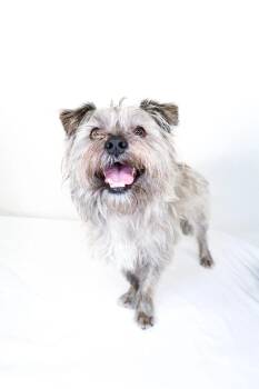 Scrappy -  Terrier Dog for Adoption in Bixby, Oklahoma - Scrappy | PetCurious
