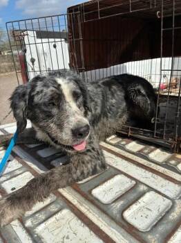 Catahoula Leopard Dog and Mixed Breed Dogs Available for Adoption in Fort Collins, Colorado - Drako | PetCurious