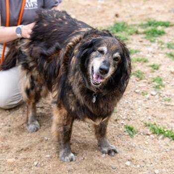 Tulip*Bonded w/ KC* *Avail 6/27 at Biddeford Petsmart* -  Bearded Collie and Mixed Breed Dog for Adoption in Kennebunk, Maine - Tulip*Bonded W/ KC* *Avail 6/27 At Biddeford Petsmart* | PetCurious