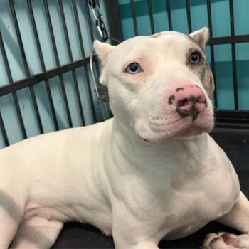 Verona -  Pit Bull Terrier Dog for Adoption in St. Louis, Missouri - Verona | PetCurious
