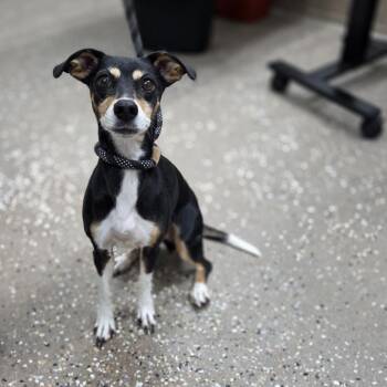 Miniature Pinscher and Chihuahua Dogs Available for Adoption in Incline Village, Nevada - Alexandra | PetCurious