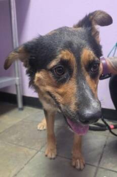 61237767 -  Shepherd and Mixed Breed Dog for Adoption in El Paso, Texas - 61237767 | PetCurious