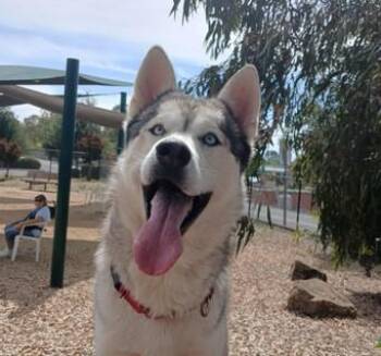 Alaskan Malamute and Mixed Breed Dogs Available for Adoption in Martinez, California - GREG | PetCurious