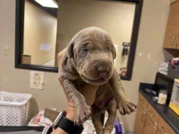 Doberman Pinscher and Mixed Breed Dogs Available for Adoption in Modesto, California - A608869 | PetCurious