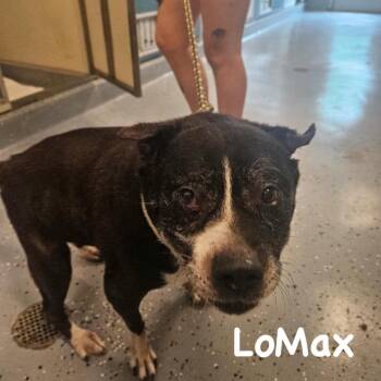 LoMax -  American Bulldog Dog for Adoption in Spring Hill, Kansas - LoMax | PetCurious