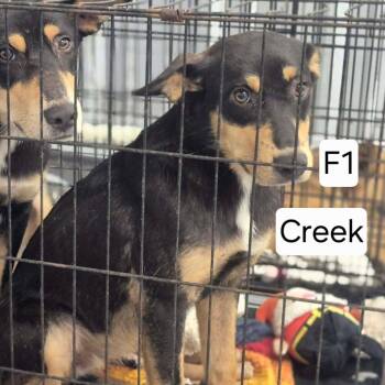 Creek -  Hound and Mixed Breed Dog for Adoption in Dover, Arkansas - Creek | PetCurious